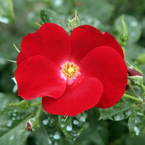 Róże ogrodowe - róże okrywowe - czerwony  - Rosa  Apache ® - róża bez zapachu - W. Kordes & Sons - Odmiana koloru żywo-czerwonego z bogatymi kwiatami i dużą odpornością.